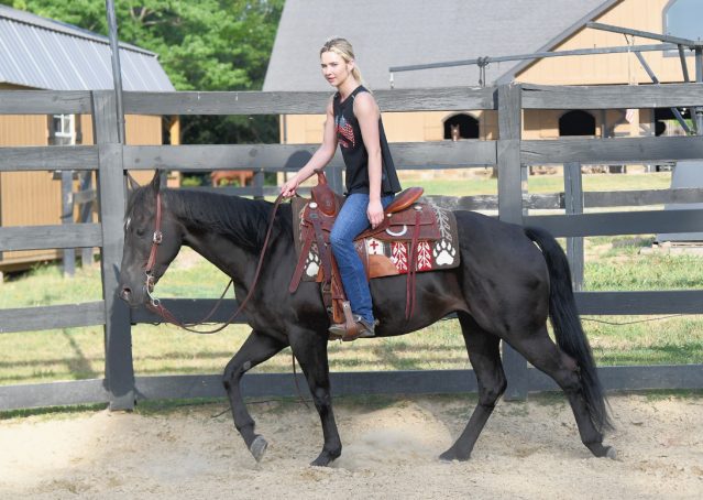 008-Cadillac-Black-AQHA-Gelding-For-Sale