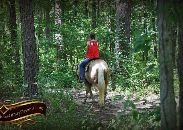 008-Jack-AQHA-Palomino-Quarter-Horse-Gelding-For-Sale