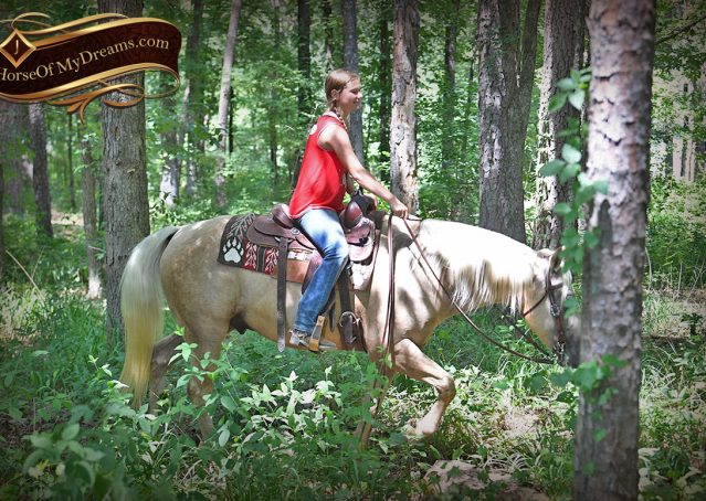 009-Jack-AQHA-Palomino-Quarter-Horse-Gelding-For-Sale