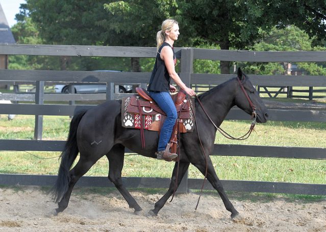010-Cadillac-Black-AQHA-Gelding-For-Sale