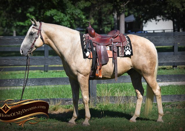 012-Jack-AQHA-Palomino-Quarter-Horse-Gelding-For-Sale