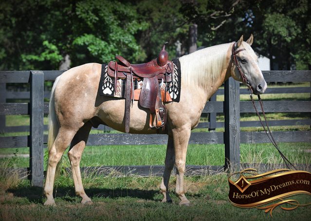 013-Jack-AQHA-Palomino-Quarter-Horse-Gelding-For-Sale
