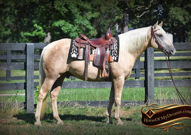 014-Jack-AQHA-Palomino-Quarter-Horse-Gelding-For-Sale