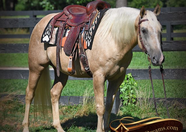 015-Jack-AQHA-Palomino-Quarter-Horse-Gelding-For-Sale