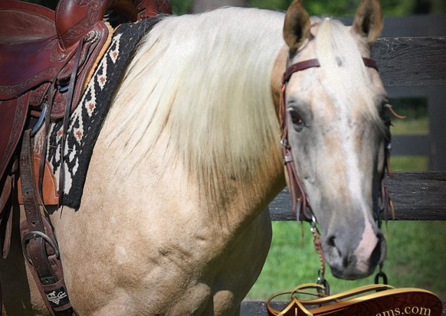 016-Jack-AQHA-Palomino-Quarter-Horse-Gelding-For-Sale