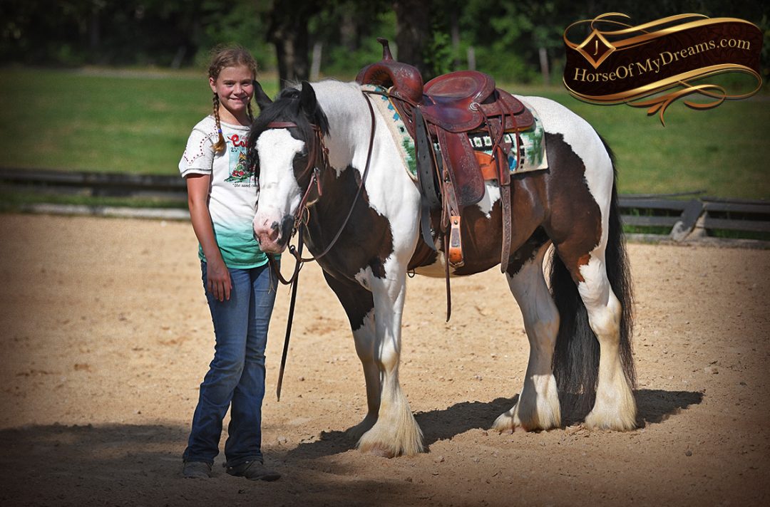 017DandyBlackTobianoGypsyVannerGeldingFamilyKidsBeginnerHorseForSale Horse of My