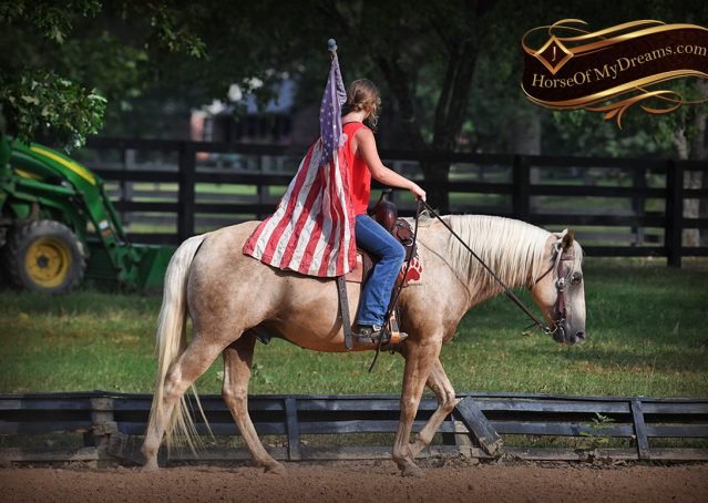 017-Jack-AQHA-Palomino-Quarter-Horse-Gelding-For-Sale