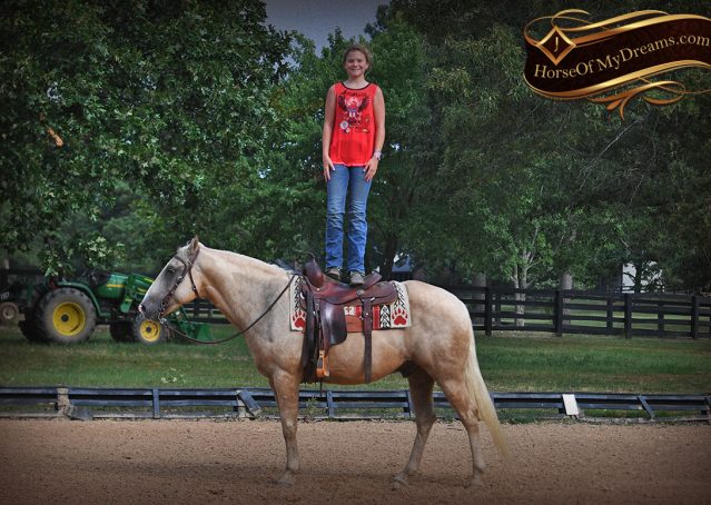 020-Jack-AQHA-Palomino-Quarter-Horse-Gelding-For-Sale