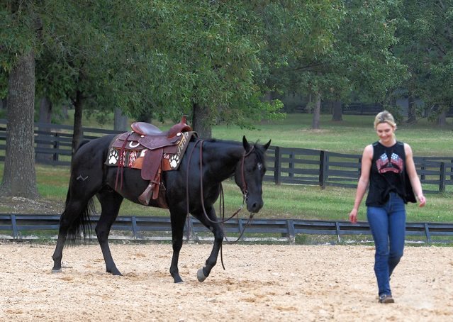 021-Cadillac-Black-AQHA-Gelding-For-Sale