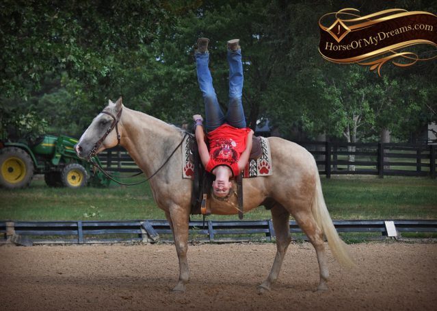 021-Jack-AQHA-Palomino-Quarter-Horse-Gelding-For-Sale