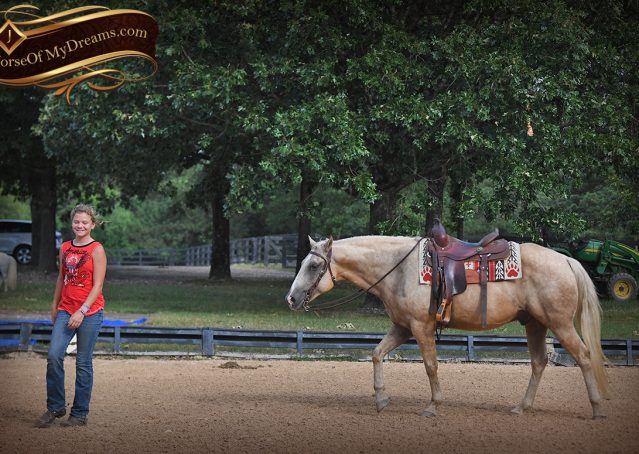 022-Jack-AQHA-Palomino-Quarter-Horse-Gelding-For-Sale