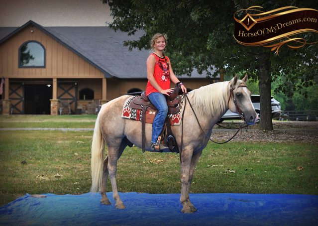 024-Jack-AQHA-Palomino-Quarter-Horse-Gelding-For-Sale