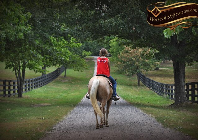 025-Jack-AQHA-Palomino-Quarter-Horse-Gelding-For-Sale