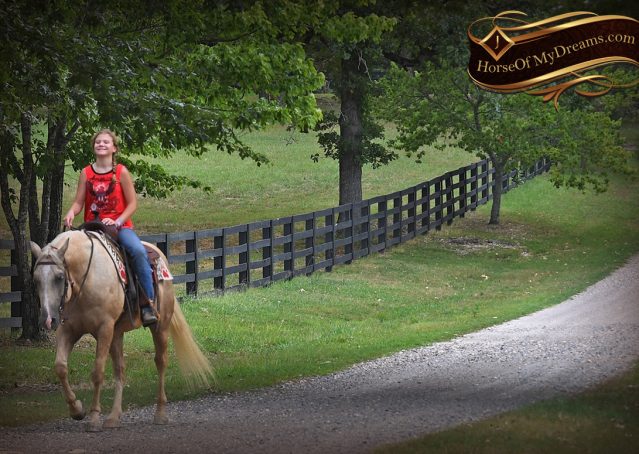026-Jack-AQHA-Palomino-Quarter-Horse-Gelding-For-Sale