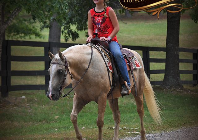 027-Jack-AQHA-Palomino-Quarter-Horse-Gelding-For-Sale
