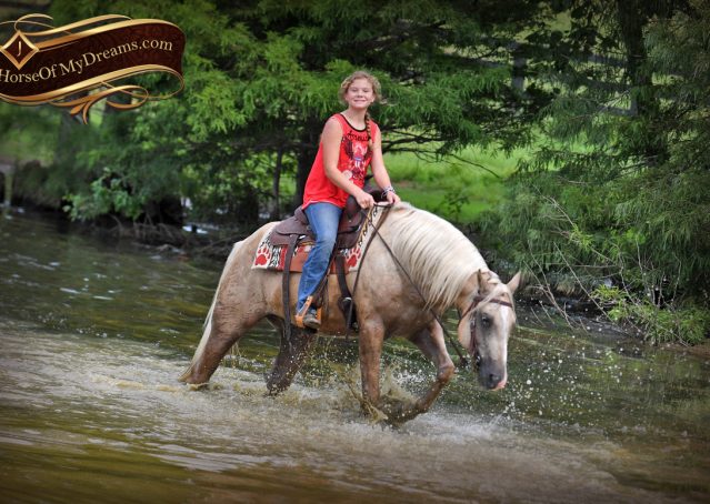029-Jack-AQHA-Palomino-Quarter-Horse-Gelding-For-Sale