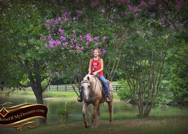 030-Jack-AQHA-Palomino-Quarter-Horse-Gelding-For-Sale