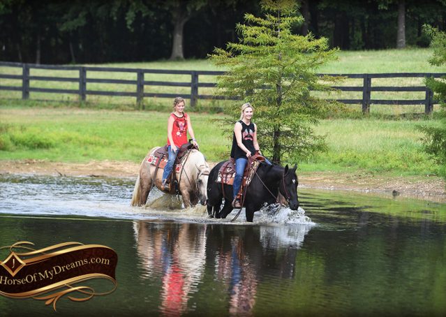 033-Jack-AQHA-Palomino-Quarter-Horse-Gelding-For-Sale