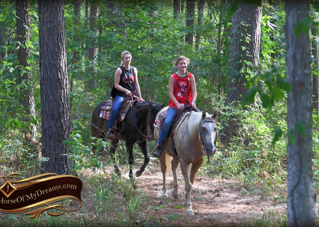034-Jack-AQHA-Palomino-Quarter-Horse-Gelding-For-Sale
