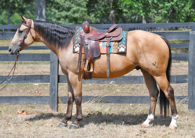 001-Rocky-AQHA-Buckskin-Ranch-Gelding-Family-Friendly-Kids-Beginner-Safe-Performance-Horse-For-Sale