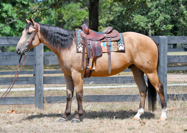 003-Rocky-AQHA-Buckskin-Ranch-Gelding-Family-Friendly-Kids-Beginner-Safe-Performance-Horse-For-Sale