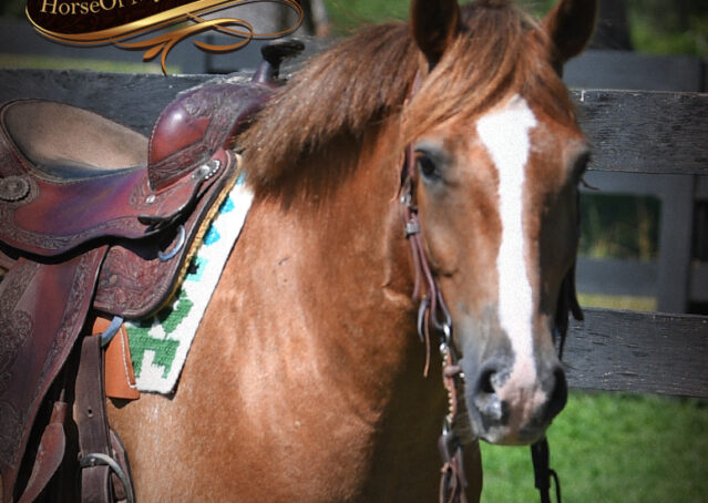 005-Utah-Appaloosa-pony-kids-gelding-for-sale