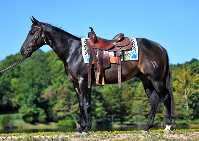 001-Commander-AQHA-Bay-Gelding-Hollywood-Dun-It-special-ranch-colonel-freckles-for-sale