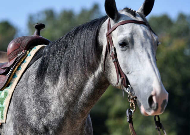001-Dakota-AQHA-Dapple-Gray-Grey-Quarter-Quarter-Horse-Gelding-Family-english-western-for-sale