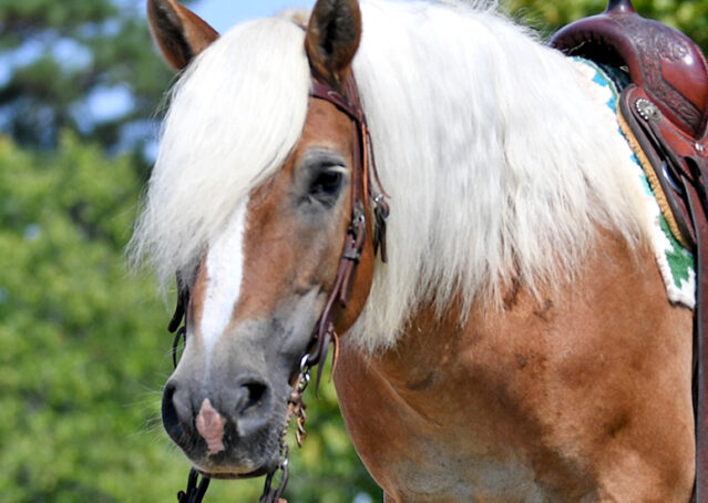 001-Gideon-Halflinger-pony-kids-beginner-english-western-for-sale