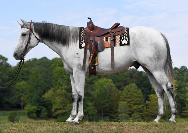 001-Perry-Gray-AQHA-Gelding-For-Sale-English-Western-Dressage-hunter-trails-beginner-california-colorado