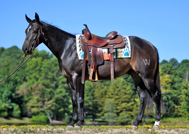 002-Commander-AQHA-Bay-Gelding-Hollywood-Dun-It-special-ranch-colonel-freckles-for-sale