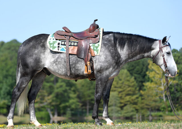 002-Dakota-AQHA-Dapple-Gray-Grey-Quarter-Quarter-Horse-Gelding-Family-english-western-for-sale