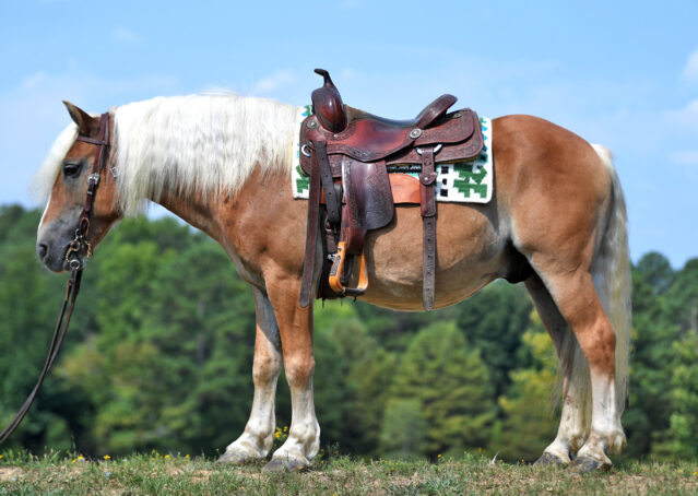 002-Gideon-Halflinger-pony-kids-beginner-english-western-for-sale