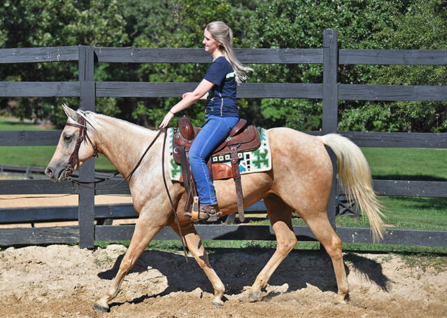 002-Hickory-AQHA-Golden-Palomino-Gelding-For-Sale-Kids-Beginner-Family-ranch-hollywood-dun-it