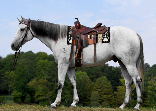 002-Perry-Gray-AQHA-Gelding-For-Sale-English-Western-Dressage-hunter-trails-beginner-california-colorado