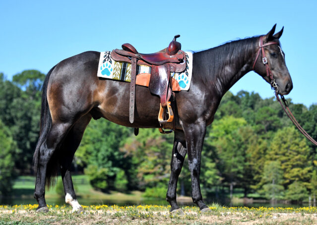 003-Commander-AQHA-Bay-Gelding-Hollywood-Dun-It-special-ranch-colonel-freckles-for-sale