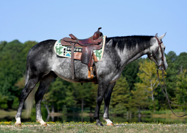 003-Dakota-AQHA-Dapple-Gray-Grey-Quarter-Quarter-Horse-Gelding-Family-english-western-for-sale