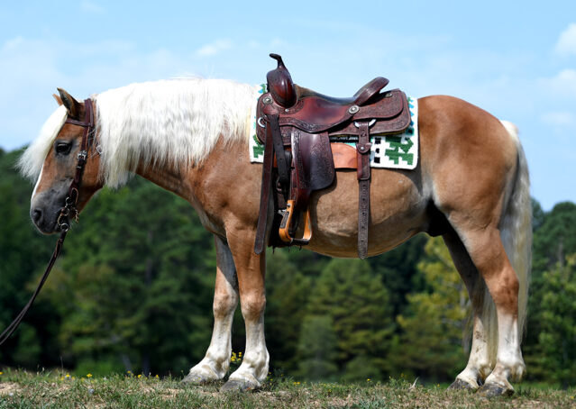 003-Gideon-Halflinger-pony-kids-beginner-english-western-for-sale