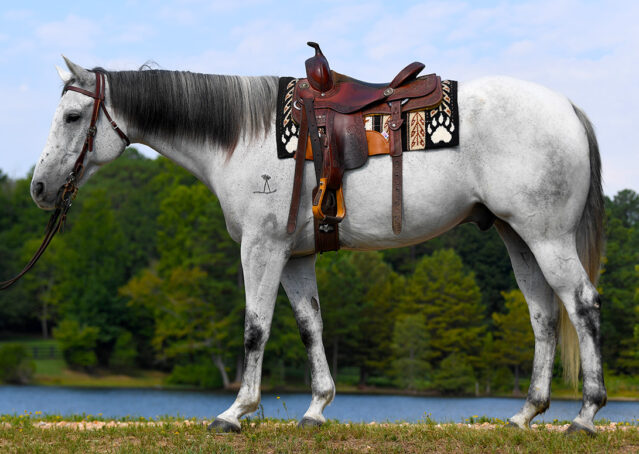 003-Perry-Gray-AQHA-Gelding-For-Sale-English-Western-Dressage-hunter-trails-beginner-california-colorado