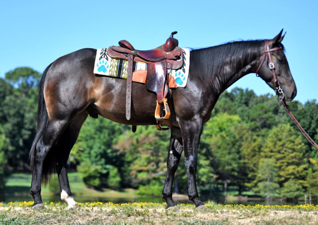 004-Commander-AQHA-Bay-Gelding-Hollywood-Dun-It-special-ranch-colonel-freckles-for-sale