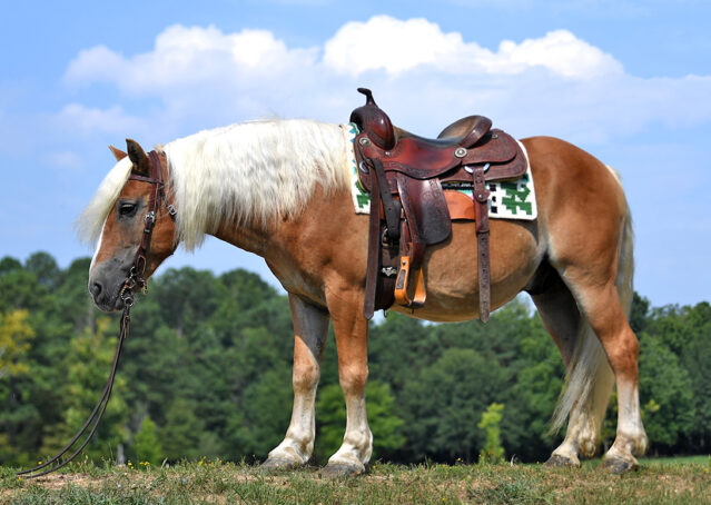 004-Gideon-Halflinger-pony-kids-beginner-english-western-for-sale
