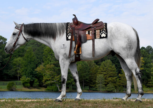 004-Perry-Gray-AQHA-Gelding-For-Sale-English-Western-Dressage-hunter-trails-beginner-california-colorado