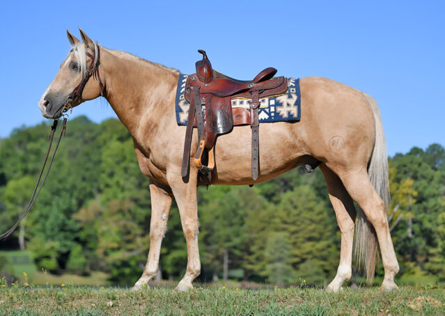 004-Rex-AQHA-Palomino-Gelding-Quarter-Horse-Golden-trails-trail-family-gentle-kids-beginner-friendly-neck-reins