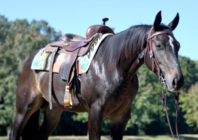 005-Commander-AQHA-Bay-Gelding-Hollywood-Dun-It-special-ranch-colonel-freckles-for-sale