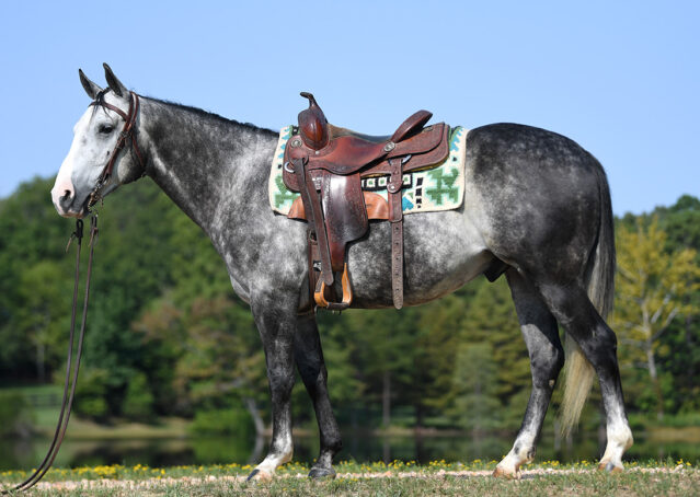 005-Dakota-AQHA-Dapple-Gray-Grey-Quarter-Quarter-Horse-Gelding-Family-english-western-for-sale