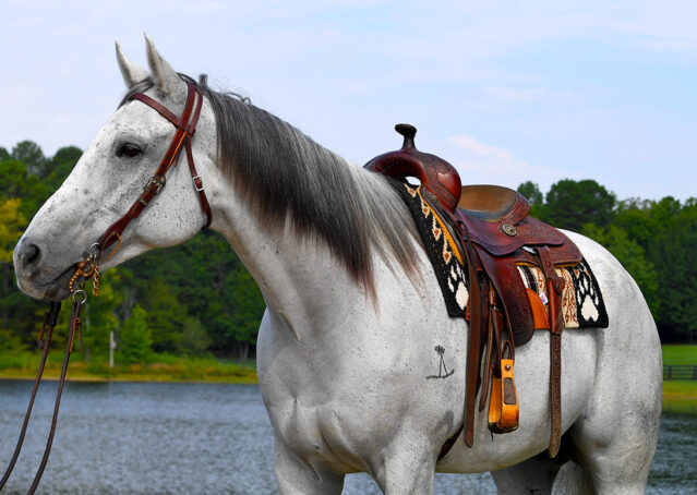 005-Perry-Gray-AQHA-Gelding-For-Sale-English-Western-Dressage-hunter-trails-beginner-california-colorado