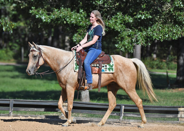 006-Hickory-AQHA-Golden-Palomino-Gelding-For-Sale-Kids-Beginner-Family-ranch-hollywood-dun-it