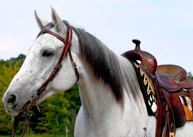 006-Perry-Gray-AQHA-Gelding-For-Sale-English-Western-Dressage-hunter-trails-beginner-california-colorado