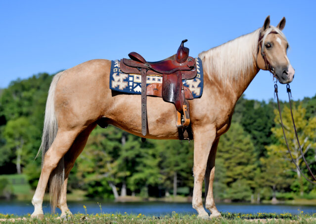 006-Rex-AQHA-Palomino-Gelding-Quarter-Horse-Golden-trails-trail-family-gentle-kids-beginner-friendly-neck-reins