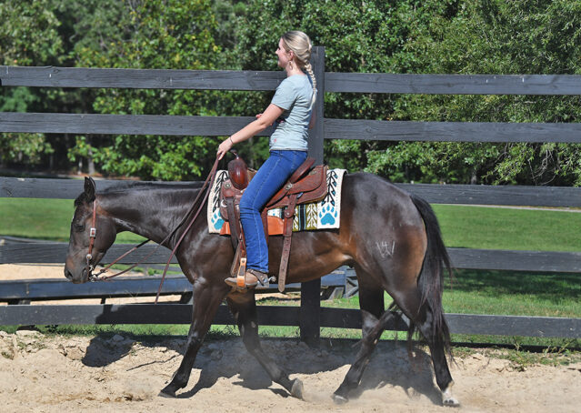 007-Commander-AQHA-Bay-Gelding-Hollywood-Dun-It-special-ranch-colonel-freckles-for-sale